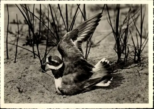 Ak Sandregenpfeifer, Tierportrait