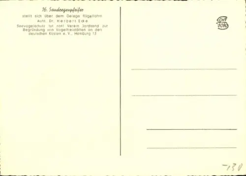 Ak Sandregenpfeifer, Tierportrait