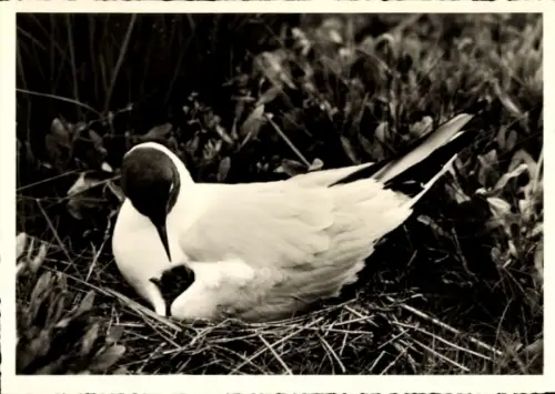 Ak Lachmöwe mit Jungem, Tierportrait