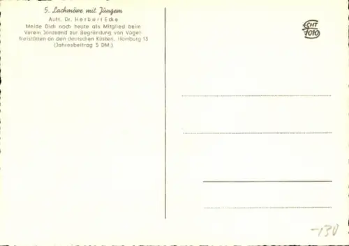 Ak Lachmöwe mit Jungem, Tierportrait