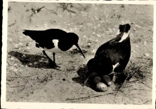 Ak Austernfischer bei der Brutablösung, Tierportrait