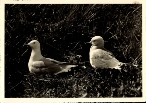 Ak Sturmmöwe, Einzelpaar am Nest auf Norderoog, Tierportrait