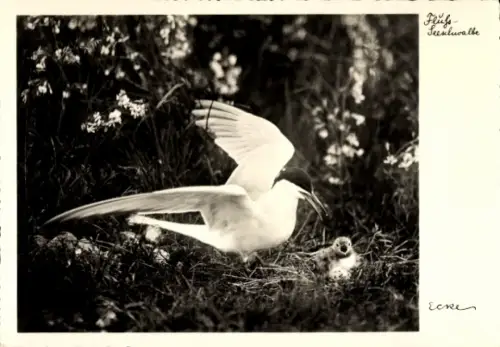 Ak Fluß-Seeschwalbe mit Jungvogel, Nest