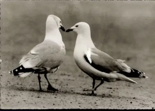 Ak Zwei Möwen, Tierportrait