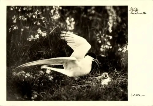 Ak Fluß-Seeschwalbe mit Jungvogel, Nest