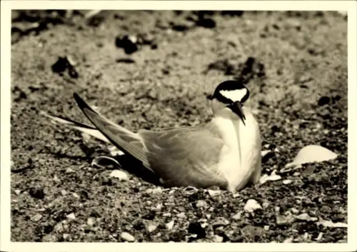 Ak Zwergseeschwalbe auf dem Nest, Tierportrait