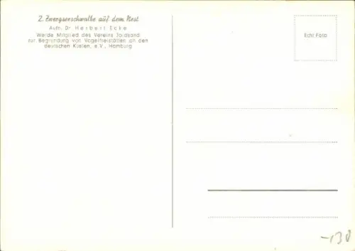 Ak Zwergseeschwalbe auf dem Nest, Tierportrait