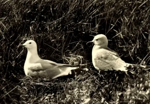 Ak Zwei Sturmmöwen, Tierportrait