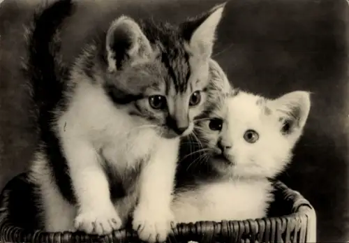 Ak Zwei kleine Katzen in einem Flechtkorb