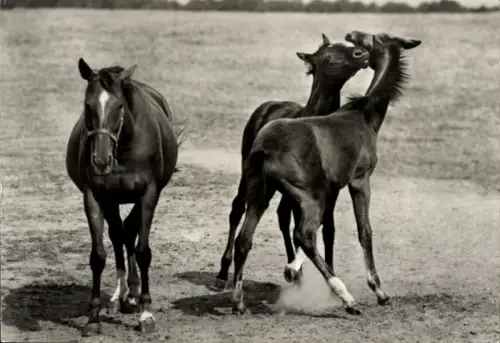 Ak Pferde, Traberstute und Fohlen