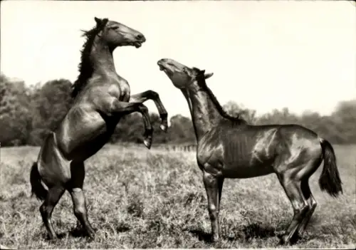 Ak Zwei Pferde, Tierportrait