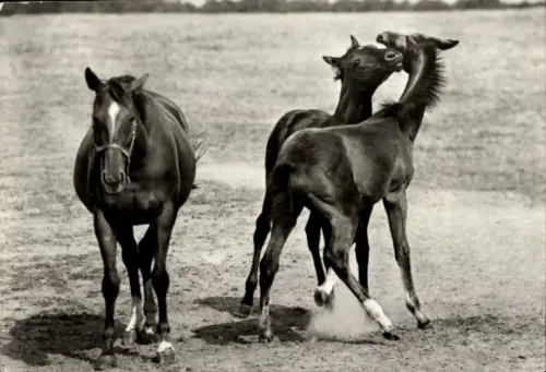 Ak Pferde, Traberstute und Fohlen