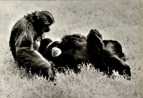 Ak Siamang, Tierportrait