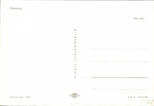 Ak Siamang, Tierportrait