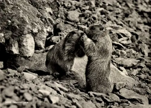 Ak Murmeltierpärchen, Allgäuer Alpen, Tierportrait