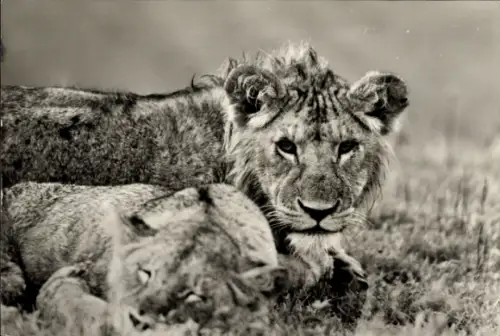 Ak Junglöwen, Tierportrait