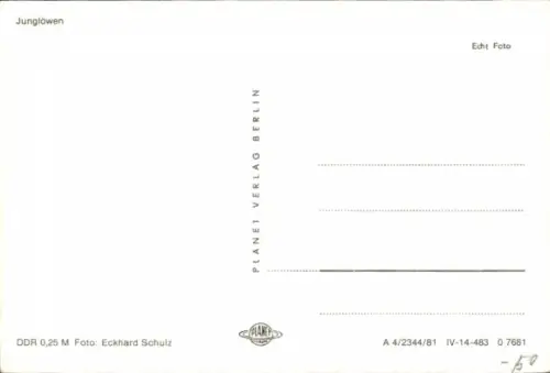 Ak Junglöwen, Tierportrait