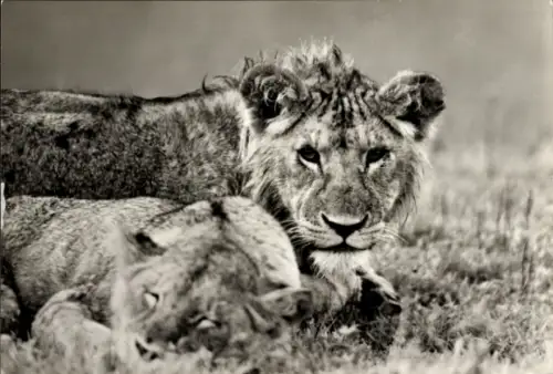 Ak Junglöwen, Tierportrait