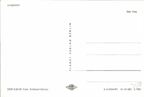 Ak Junglöwen, Tierportrait