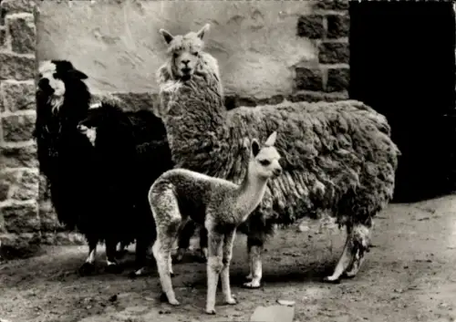 Ak Alpaka-Familie, Tierportrait