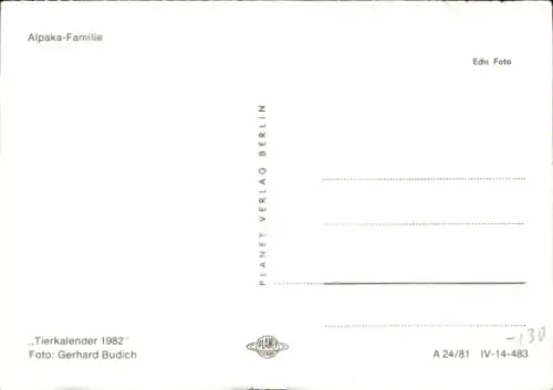 Ak Alpaka-Familie, Tierportrait