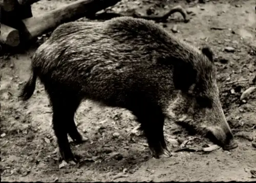 Ak Wildschwein, Tierportrait