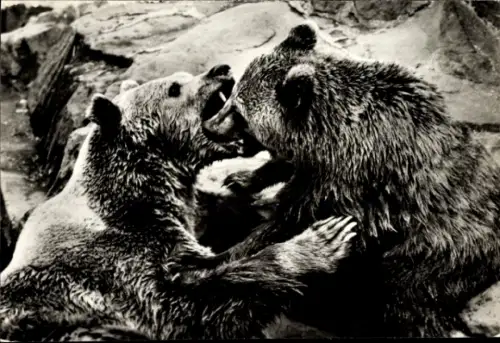 Ak Braunbärin mit halberwachsenem Sohn, Bären beim Spielen