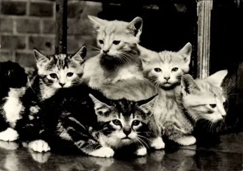 Ak Katzen, Tierportrait