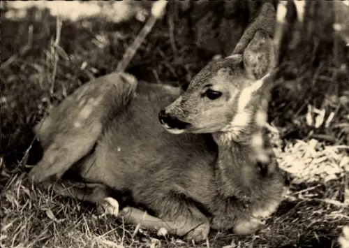 Ak Wildgehege Moritzburg, Reh, Tierportrait