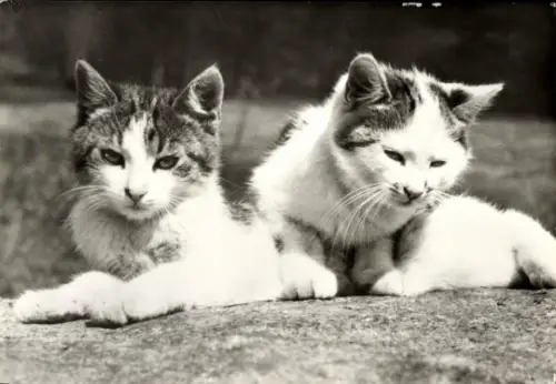 Ak Katzen, Tierportrait