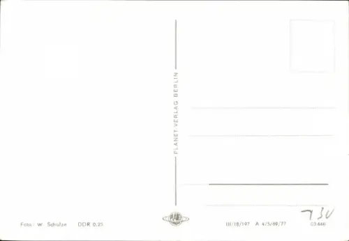 Ak Katzen, Tierportrait