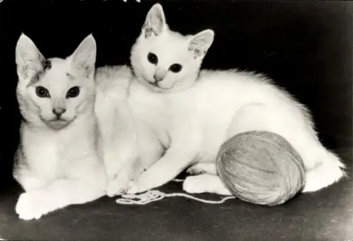 Ak Zwei Katzen, Tierportrait