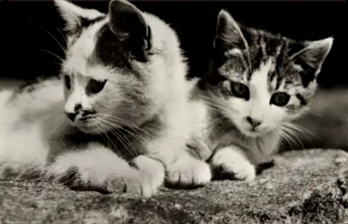 Ak Zwei Katzen, Tierportrait