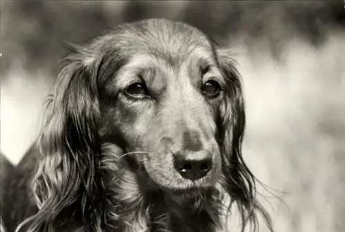 Ak Hund, Tierportrait