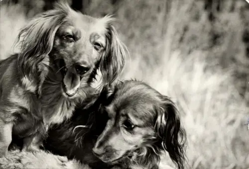 Ak Zwei Hunde, Tierportrait