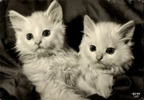 Ak Zwei Katzen, Tierportrait