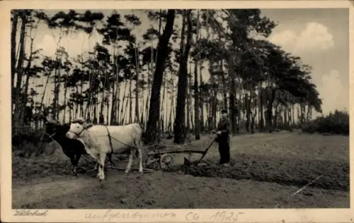 Ak Weilerbach in der Pfalz, Ochsenpflug