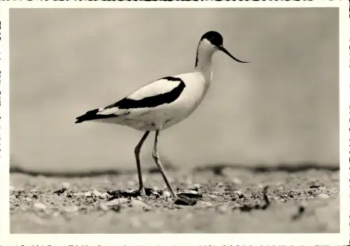 Ak Säbelschnäbler, Tierportrait