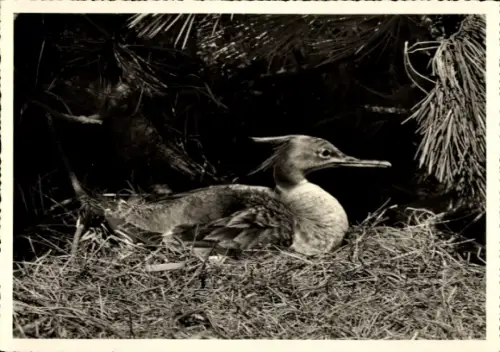 Ak Brütender Mittelsäger, Tierportrait