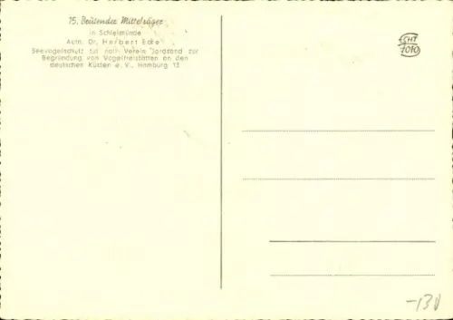 Ak Brütender Mittelsäger, Tierportrait