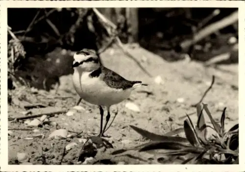 Ak Seeregenpfeifer, Strand, Pflanzen, Muscheln
