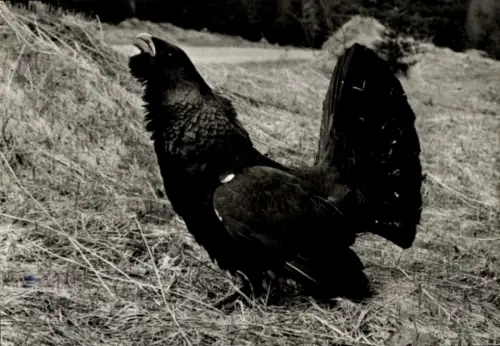 Ak Auerhuhn, Tierportrait