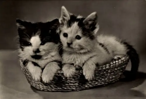 Ak Zwei Katzen, Tierportrait