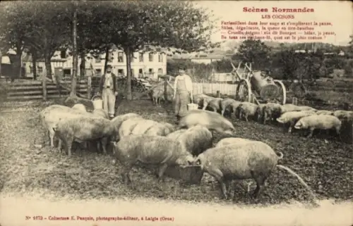 CPA Scènes Normandes, Les Cochons