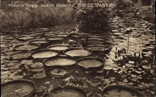 Ak Botafogo Rio de Janeiro Brasilien, Victoria Regia, Jardim Botanico, Seerosen, Wasserpflanzen
