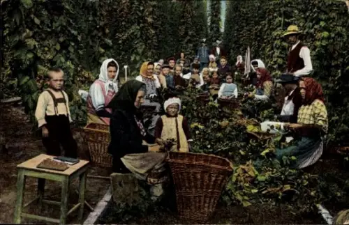 Ak Hopfenpflücke, Frauen, Kinder, Männer, Pflanzen, Körbe