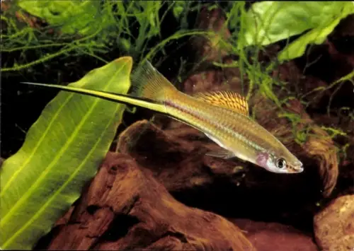 Ak Schwertträger, Fisch