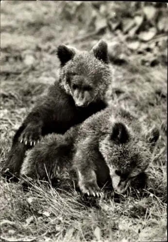 Ak Junge Braunbären, Tierportrait