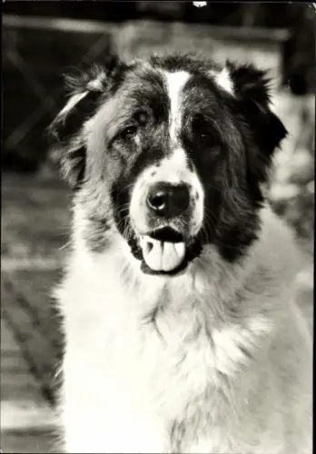 Ak Kaukasischer Schäferhund