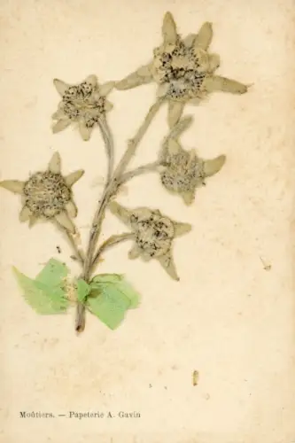 Material Ak Edelweiß, Blumen